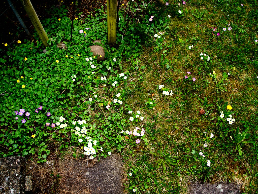 Flowers in backyard 1