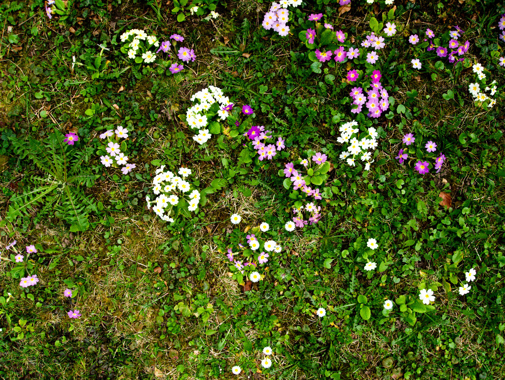 Flowers in backyard 2