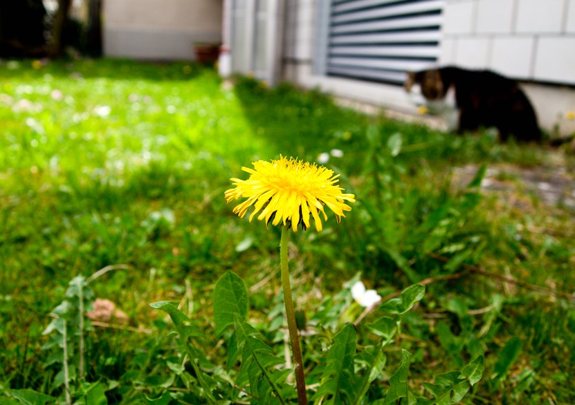"Löwenzahn" and cat