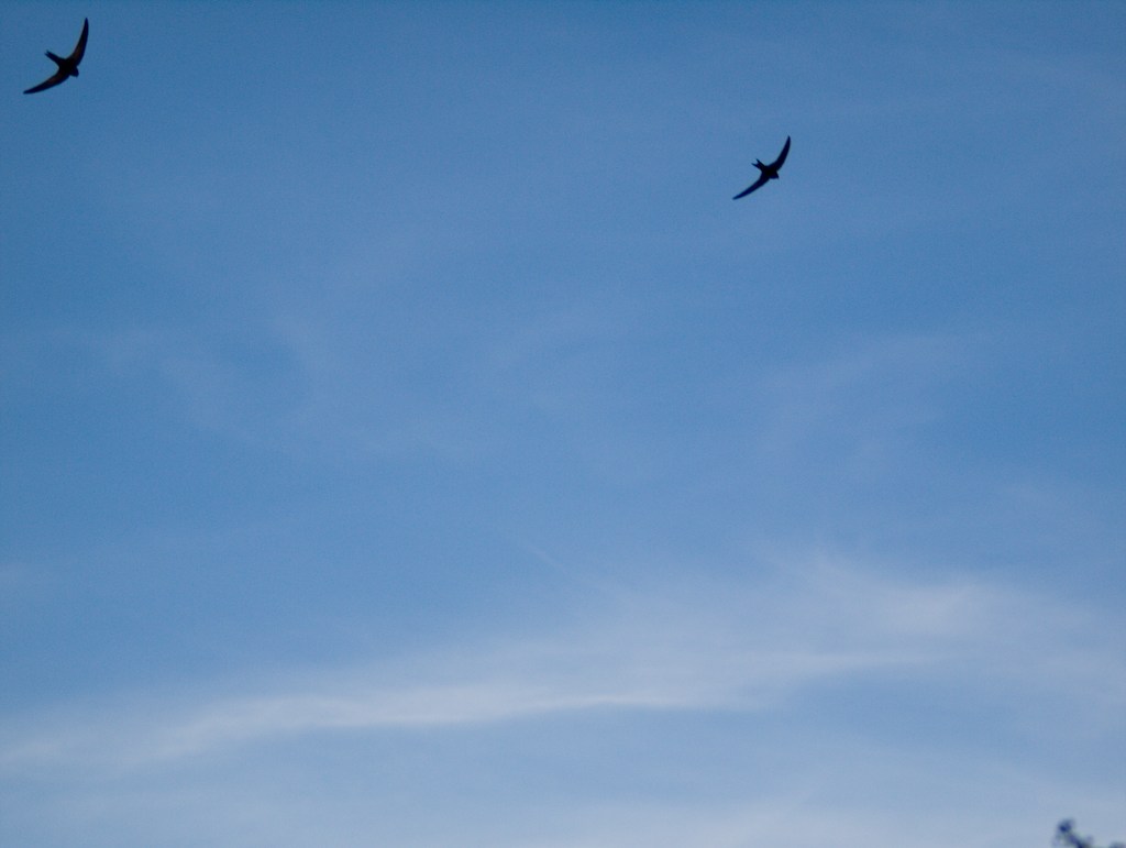 "Mauersegler" above Uster